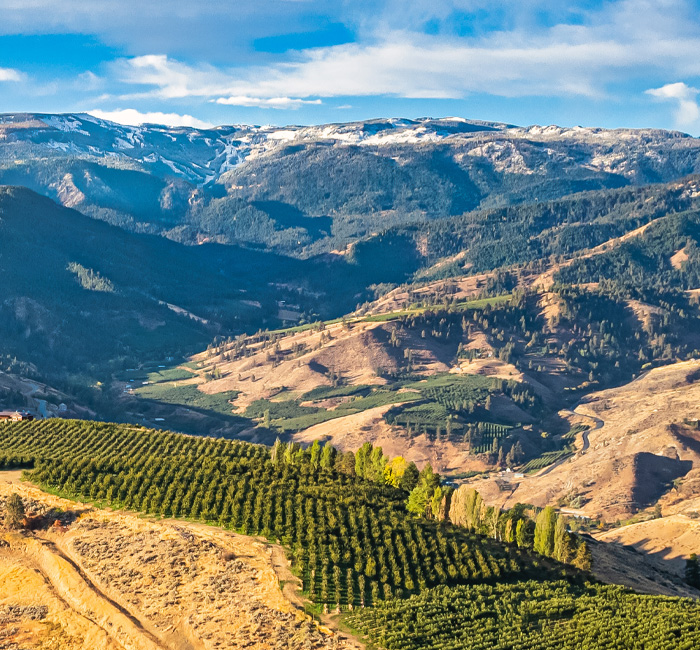 Vineyards looking down the valley with Mission Ridge in the distance